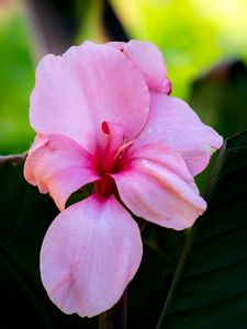 Preview wallpaper canna, flower, petals, pink, macro