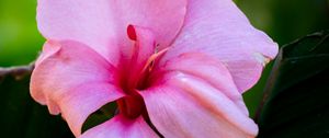 Preview wallpaper canna, flower, petals, pink, macro