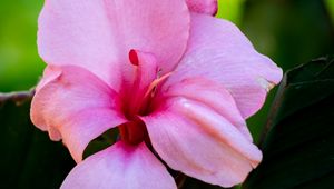 Preview wallpaper canna, flower, petals, pink, macro