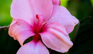 Preview wallpaper canna, flower, petals, pink, macro