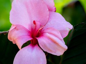 Preview wallpaper canna, flower, petals, pink, macro