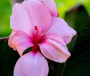 Preview wallpaper canna, flower, petals, pink, macro