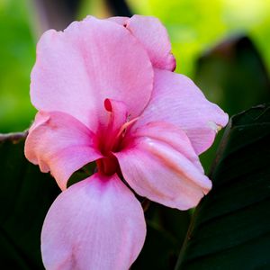 Preview wallpaper canna, flower, petals, pink, macro