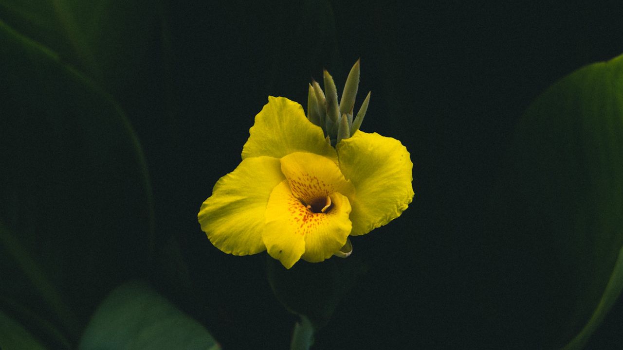 Wallpaper canna, flower, yellow, leaves