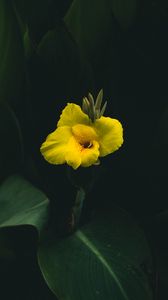 Preview wallpaper canna, flower, yellow, leaves