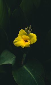 Preview wallpaper canna, flower, yellow, leaves