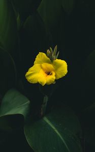 Preview wallpaper canna, flower, yellow, leaves