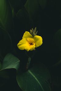 Preview wallpaper canna, flower, yellow, leaves