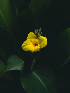 Preview wallpaper canna, flower, yellow, leaves