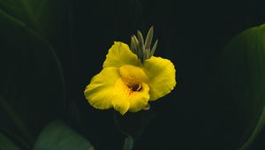 Preview wallpaper canna, flower, yellow, leaves