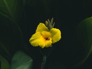 Preview wallpaper canna, flower, yellow, leaves