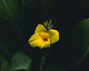 Preview wallpaper canna, flower, yellow, leaves