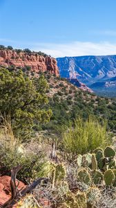 Preview wallpaper canyon, prairie, cacti, bushes, rocks