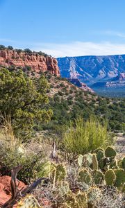 Preview wallpaper canyon, prairie, cacti, bushes, rocks