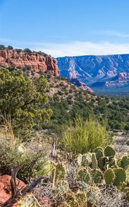 Preview wallpaper canyon, prairie, cacti, bushes, rocks