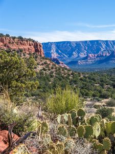 Preview wallpaper canyon, prairie, cacti, bushes, rocks