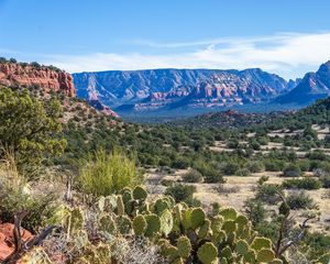 Preview wallpaper canyon, prairie, cacti, bushes, rocks