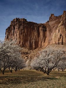 Preview wallpaper canyon, rock, garden, trees, bloom, spring