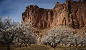 Preview wallpaper canyon, rock, garden, trees, bloom, spring