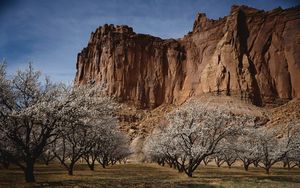 Preview wallpaper canyon, rock, garden, trees, bloom, spring