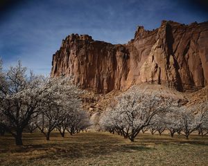 Preview wallpaper canyon, rock, garden, trees, bloom, spring