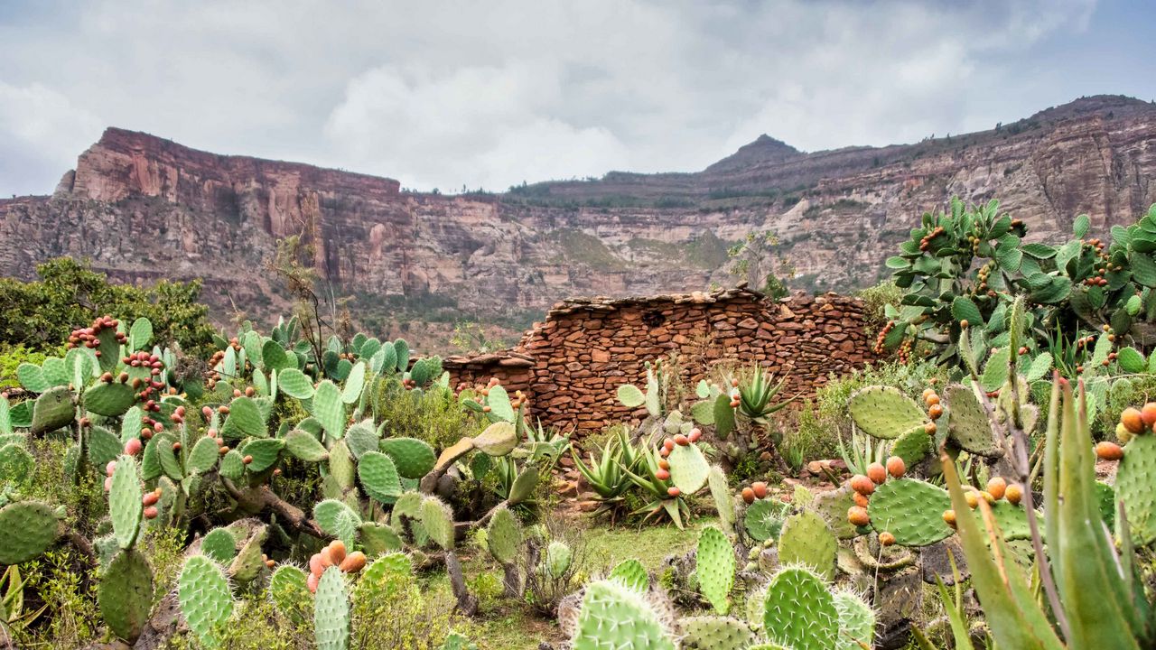Wallpaper canyon, rocks, cactus, stones, plants