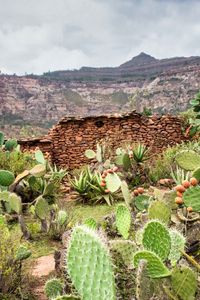 Preview wallpaper canyon, rocks, cactus, stones, plants