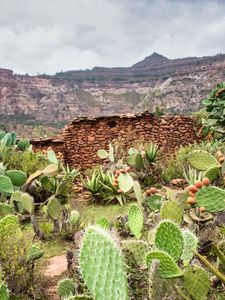 Preview wallpaper canyon, rocks, cactus, stones, plants