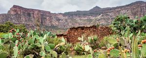 Preview wallpaper canyon, rocks, cactus, stones, plants