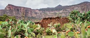 Preview wallpaper canyon, rocks, cactus, stones, plants