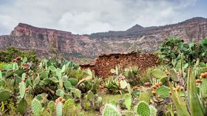Preview wallpaper canyon, rocks, cactus, stones, plants
