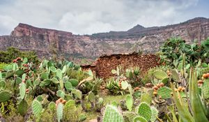 Preview wallpaper canyon, rocks, cactus, stones, plants