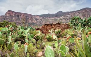 Preview wallpaper canyon, rocks, cactus, stones, plants