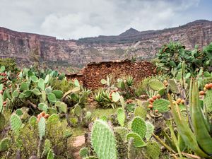 Preview wallpaper canyon, rocks, cactus, stones, plants