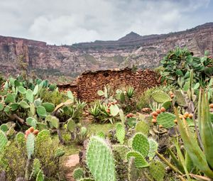 Preview wallpaper canyon, rocks, cactus, stones, plants