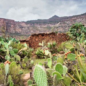 Preview wallpaper canyon, rocks, cactus, stones, plants