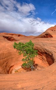 Preview wallpaper canyon, rocks, funnel, tree, nature, landscape