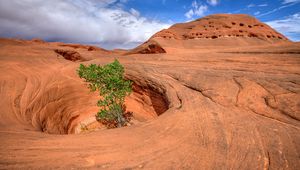 Preview wallpaper canyon, rocks, funnel, tree, nature, landscape