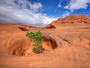 Preview wallpaper canyon, rocks, funnel, tree, nature, landscape