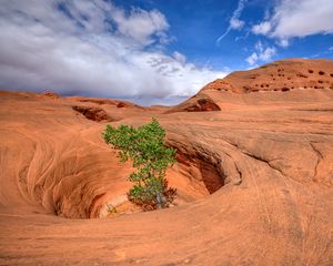 Preview wallpaper canyon, rocks, funnel, tree, nature, landscape