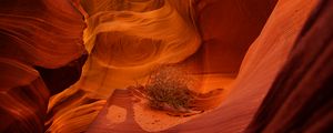 Preview wallpaper canyon, rocks, plant, dry, brown