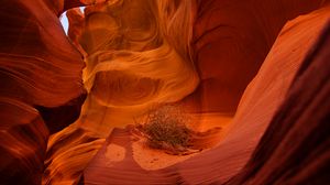 Preview wallpaper canyon, rocks, plant, dry, brown