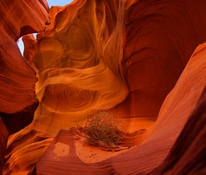 Preview wallpaper canyon, rocks, plant, dry, brown