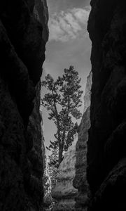 Preview wallpaper canyon, rocks, tree, bw