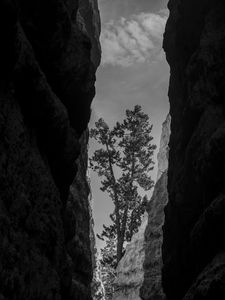 Preview wallpaper canyon, rocks, tree, bw