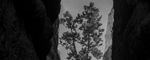 Preview wallpaper canyon, rocks, tree, bw