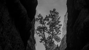Preview wallpaper canyon, rocks, tree, bw