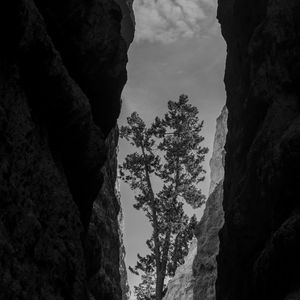 Preview wallpaper canyon, rocks, tree, bw