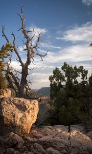 Preview wallpaper canyon, stones, tree, dry, nature