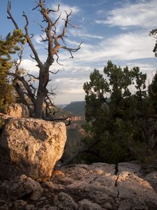 Preview wallpaper canyon, stones, tree, dry, nature